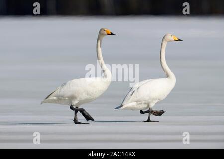 Zwei gehören Singschwan (Cygnus Cygnus) zu Fuß auf einem zugefrorenen See, Hamra Nationalpark, Schweden Stockfoto