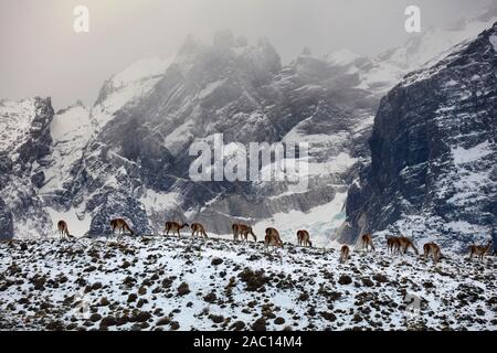 Guanacos (Lama Guanicoe), Herde weiden auf eine schneebedeckte Bergrücken, dahinter Paine Massivs, Nationalpark Torres del Paine, Patagonien, Chile Stockfoto