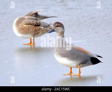 Ein steckverbinderpaar Schnatterente enten Rest und preen auf dem gefrorenen Setauket Hafen an der Nordküste von Long Island gelegen. (Mareca strepera) Stockfoto