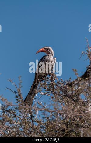 Nahaufnahme eines südlichen Red-billed Hornbill - Tockus rufirostris - sitzen auf einem Ast eines Baumes im Etosha National Park, Namibia. Stockfoto