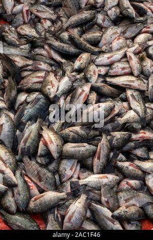 Äthiopien, Rift Valley, Hawassa, Stadt Fischmarkt, Haufen von frisch gefangenen Tilapia-fisch zum Verkauf Stockfoto