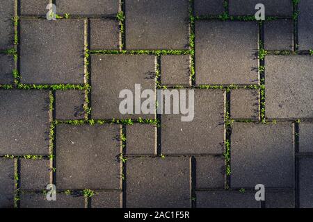 Pflastersteine mit grünem Gras überwucherten Stockfoto