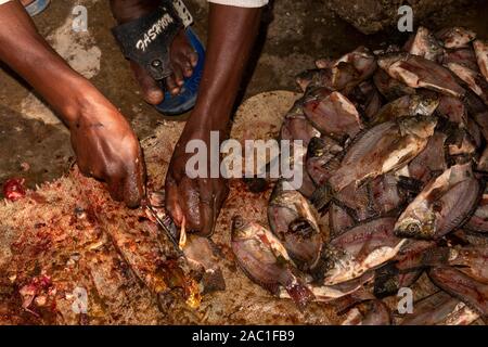 Äthiopien, Rift Valley, Hawassa, Stadt Fischmarkt, Hände von Arbeitnehmern ausnehmen kleine Tilapia-fisch in Schuppen Stockfoto