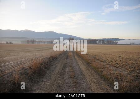 Straße, die zu den Baum im Feld öffnen Stockfoto