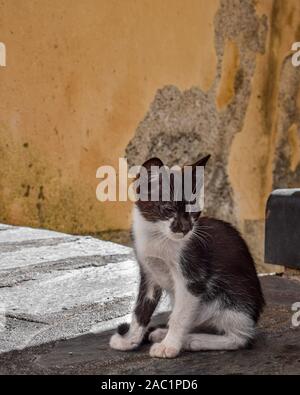 Streunende Katze in Castelmola, Sizilien, Italien Stockfoto