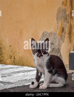 Streunende Katze in Castelmola, Sizilien, Italien Stockfoto