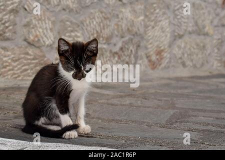 Streunende Katze in Castelmola, Sizilien, Italien Stockfoto