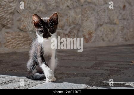 Streunende Katze in Castelmola, Sizilien, Italien Stockfoto