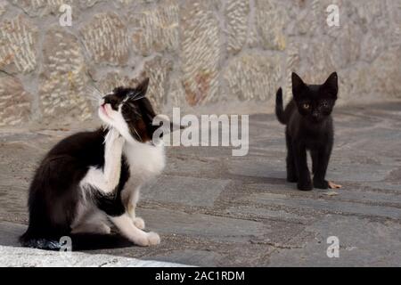 Streunende Katze in Castelmola, Sizilien, Italien Stockfoto