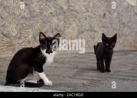 Streunende Katze in Castelmola, Sizilien, Italien Stockfoto