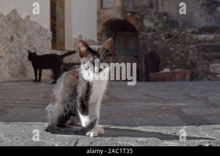 Streunende Katze in Castelmola, Sizilien, Italien Stockfoto