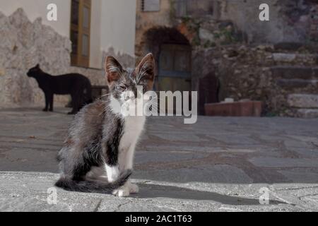 Streunende Katze in Castelmola, Sizilien, Italien Stockfoto