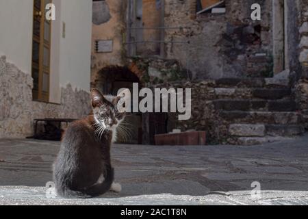 Streunende Katze in Castelmola, Sizilien, Italien Stockfoto