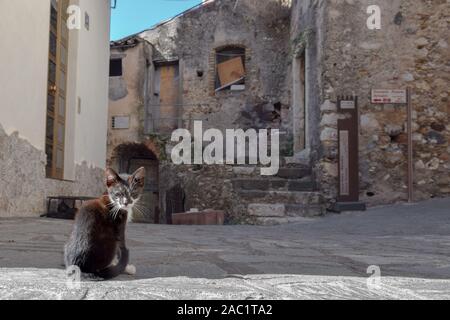 Streunende Katze in Castelmola, Sizilien, Italien Stockfoto