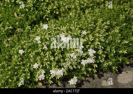 Kriechenden phlox oder Phlox subulata mit neuen Triebe im Frühjahr, weiße Freude phlox in voller Blüte Stockfoto