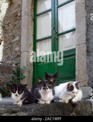 Streunende Katze in Castelmola, Sizilien, Italien Stockfoto