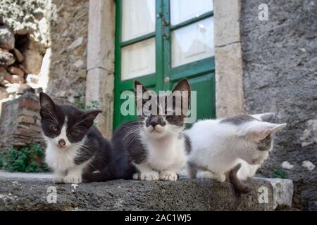 Streunende Katze in Castelmola, Sizilien, Italien Stockfoto