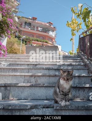 Streunende Katze in Castelmola, Sizilien, Italien Stockfoto