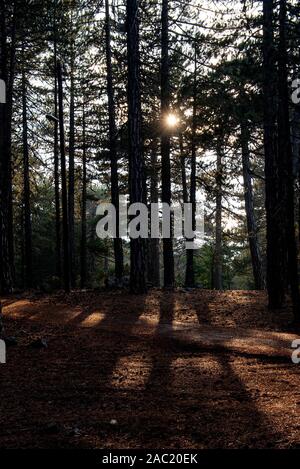 Am frühen Morgen Sonnenstrahlen scheinen durch den Wald Bäume im Herbst in Troodos-gebirge Zypern Stockfoto
