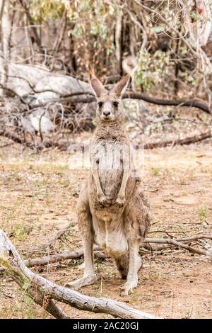 Eastern Grey Kangaroo At Red Hill Nature Reserve, ACT, Australien an einem Frühlingsmorgen im November 2019 Stockfoto