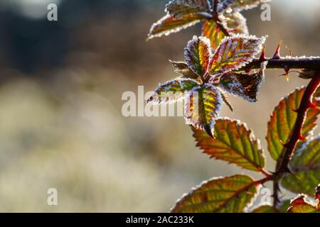Blackberry Blätter an stacheligen Zweig mit Raureif Eiskristalle von erstrahlen in leuchtenden Farben abgedeckt. Konzept der Winter, kaltes Wetter und Klima Stockfoto