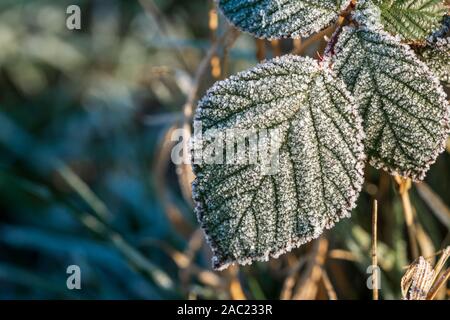 Blätter von einem Black Bush mit eiskristallen von Raureif in der Morgensonne abgedeckt. Konzept der Winter, Kälte, fehlende Frostschutz Stockfoto