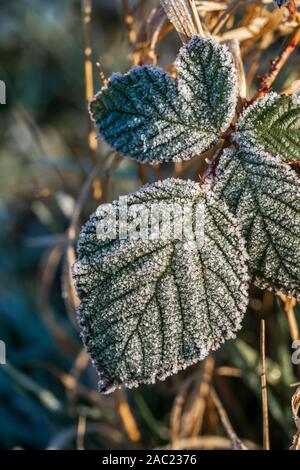 Blätter von einem Black Bush mit eiskristallen von Raureif in der Morgensonne abgedeckt. Konzept der Winter, Kälte, fehlende Frostschutz Stockfoto