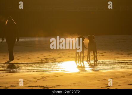 Tynemouth, England, UK. 30. November 2019. Wetter: Hund Spaziergänger auf Longsands Strand An einem frostigen, Sub Zero Samstag am Tynemouth an der nordöstlichen Küste. Credit: Alan Dawson/Alamy leben Nachrichten Stockfoto