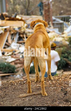 Eine braune Hund stehend auf einem Hang nach unten in seiner Nachbarschaft durch einen Tornado zerstört. Stockfoto