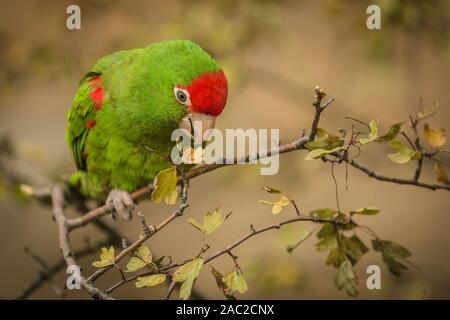 Schließen Sie herauf Bild der Kordilleren Sittich, eine grüne und rote Südamerikanischer Vogel, sitzen auf kleinen Zweig Fütterung auf gelbe Blätter. Stockfoto