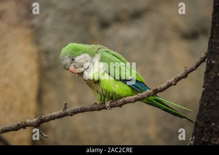 Bunte Grün, Blau und Grau monk parakeet sitzen auf Zweig Fütterung auf Saatgut. Blurry braunen Hintergrund. Stockfoto