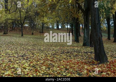 Allee im Herbst Park. Der Pfad ist mit der gefallenen gelben Blättern bedeckt. Stockfoto