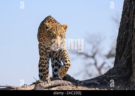 Männlicher Leopard, Panthera pardus, Stalking, Bushman Plains, Okavanago Delta, Botswana Stockfoto