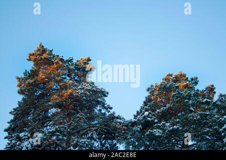 Die Oberseite der Spruce Tree auf den blauen Himmel und die ersten Strahlen der Sonne in den frühen Winter Forest. Stille, Ruhe und Erholung in Stockfoto