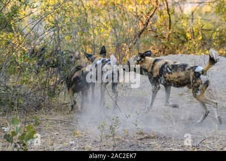 Afrikanischer Wildhund, Lycaon pictus, Bushman Plains, Okavanago Delta, Botswana. Auch bekannt als Painted Wolf. Stockfoto