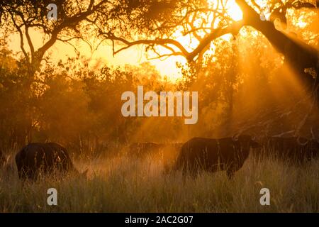 Afrikanischer Büffel oder Cape Buffalo, Syncerus Caffer, bei Sonnenuntergang, Bushman Plains, Okavanago Delta, Botswana Stockfoto