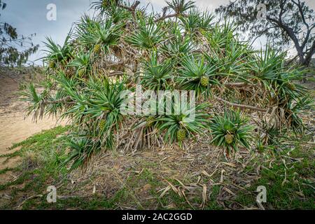 Sie Früchte der pandanus Palme hängen auf einem pandanus Palme Stockfoto