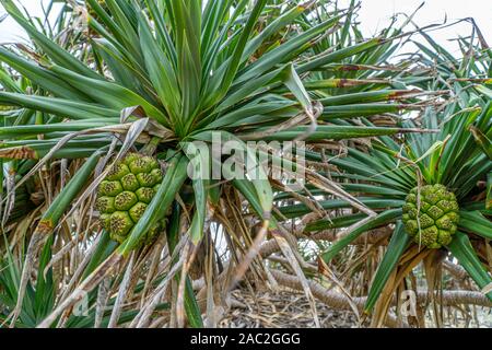 Sie Früchte der pandanus Palme hängen auf einem pandanus Palme Stockfoto