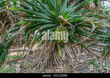 Sie Früchte der pandanus Palme hängen auf einem pandanus Palme Stockfoto