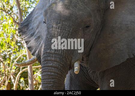 Afrikanischer Elefant, Loxodonta africana, Okavanago-Delta, Botswana Stockfoto