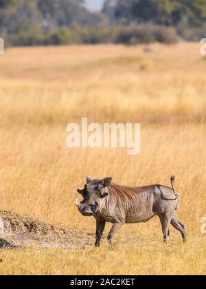 Gemeine Warthog, Phacochoerus africanus, Bushman Plains, Okavanago Delta, Botswana Stockfoto