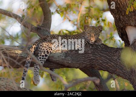 Cute Baby leopard ruht auf Baum Stockfoto