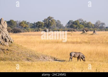 Gemeine Warthog, Phacochoerus africanus, Bushman Plains, Okavanago Delta, Botswana Stockfoto