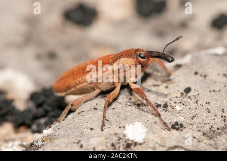 Käfer, Lixus vilis, auf einem Felsen, Katalonien, Spanien Stockfoto
