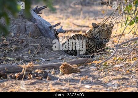 Leopard, Panthera pardus, Bushman Plains, Okavanago Delta, Botswana Stockfoto