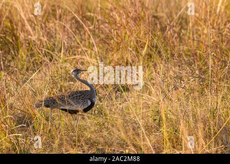 Schwarz belaubte Bustard, Lissotis melanogaster, Bushman Plains, Okavanago Delta, Botswana. Auch bekannt als Schwarzbelehnte Korhaan Stockfoto