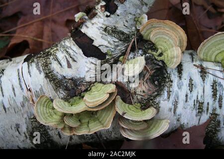 Trametes hirsuta ein fliegenpilz wachsen auf tote Bäume Stockfoto