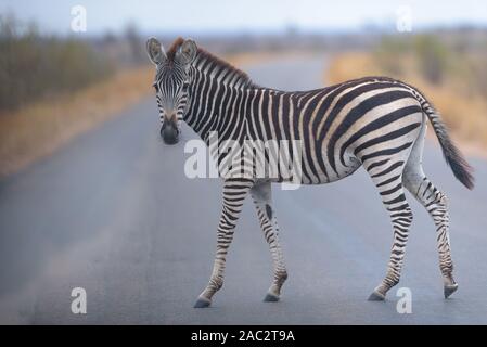 Zebra mit Fohlen Stockfoto