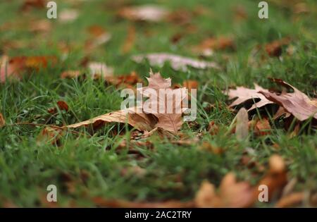 Herbstlaub auf dem grünen Rasen Stockfoto