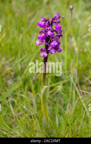 Wild Orchid auf einer Wiese. Grün - Orchid winged (Anacamptis Morio) Stockfoto